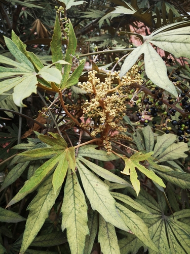 Mano de Oso, Pata de Gallina - Vista 2